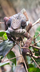Close-up portrait of a panther chameleon (Furcifer pardalis) on a tree branch © Jana