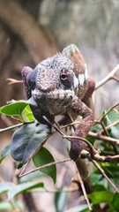 Close-up portrait of a panther chameleon (Furcifer pardalis) on a tree branch © Jana