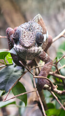 Close-up portrait of a panther chameleon (Furcifer pardalis) on a tree branch © Jana