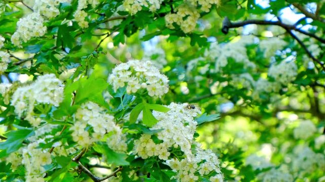 A bee collects pollen from white tree flowers surrounded by green leaves. The scene captures the essence of nature and pollination.