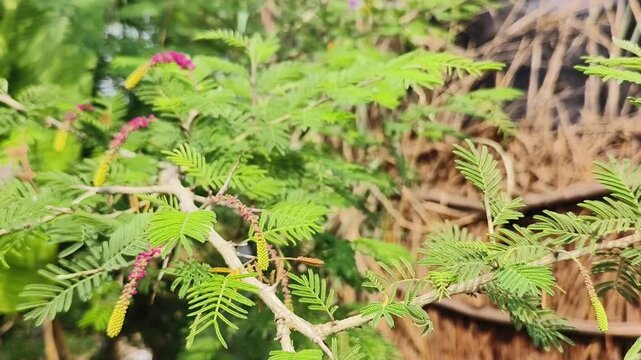 Shami plant flower scientific name Prosopis cineraria closeup leaves and flower selective focus on natural background.