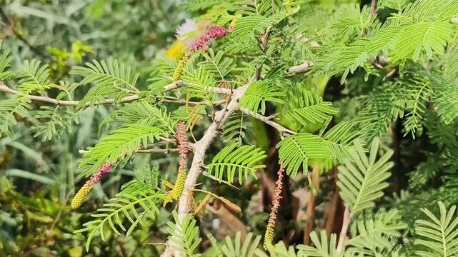 Shami plant flower scientific name Prosopis cineraria closeup leaves and flower selective focus on natural background.