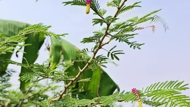 Shami plant flower scientific name Prosopis cineraria closeup leaves and flower selective focus on natural background.