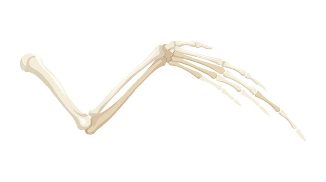 Skeletal Structure of Bird Wing Hollow Bones