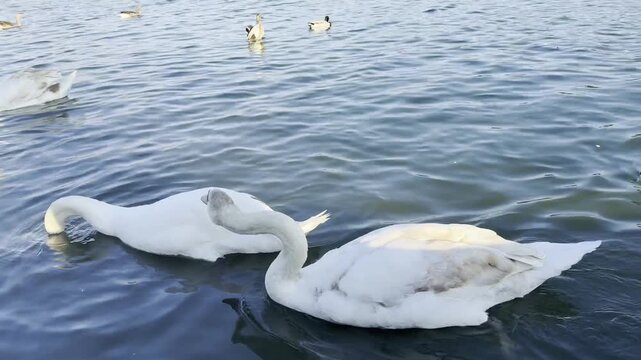 Swan and Water Birds at Lake View of Milton Keynes City of England. Low Angle Footage Was Captured During Day of 24th April, 2025