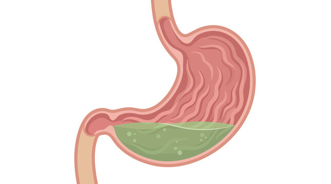 Stomach Cross Section With Green Gastric Acid Icon