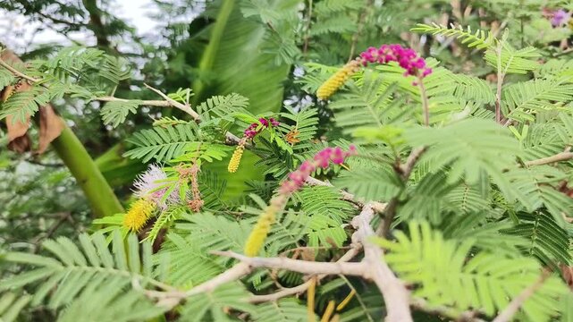 Shami plant flower scientific name Prosopis cineraria closeup leaves and flower selective focus on natural background.