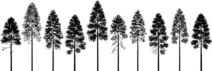 Black silhouettes of pine trees against  coniferous trees © MSTHUSNEWARA