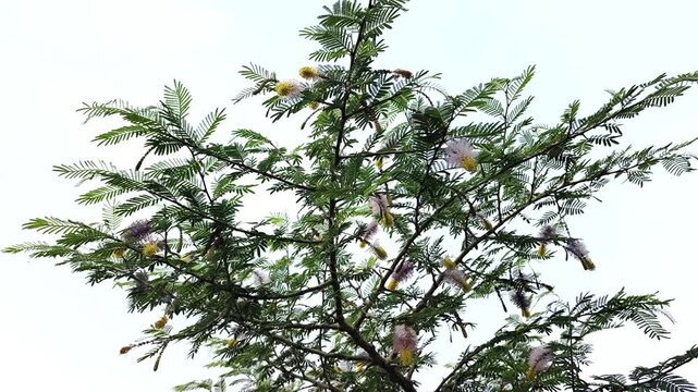 Shami plant flower scientific name Prosopis cineraria closeup leaves and flower selective focus on natural background.
