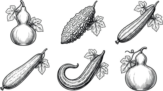Vintage engraved gourd vegetables collection featuring bottle gourd loofah bitter melon and squash