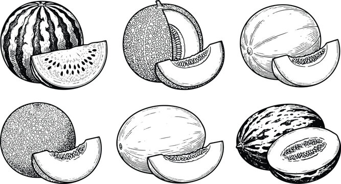 Vintage engraved melon fruits collection featuring watermelon cantaloupe honeydew and muskmelon illustration set