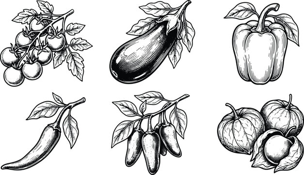 Vintage engraved vegetable collection featuring tomato eggplant pepper chili and cape gooseberry illustrations