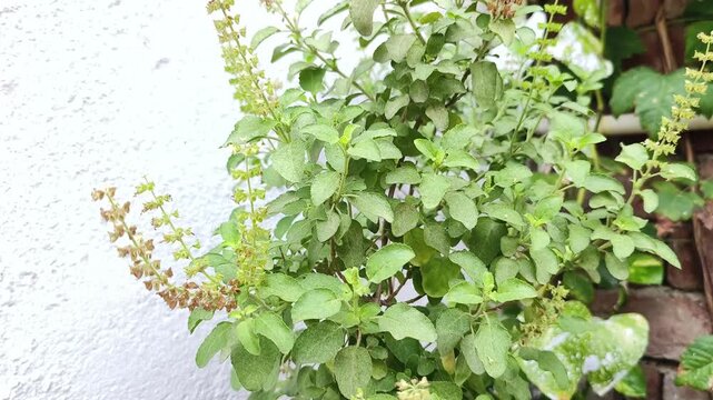 Tulsi plant also known as holy basil is a holy plant in Hinduism and also have many herbal properties.