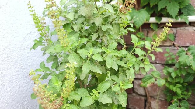 Tulsi plant also known as holy basil is a holy plant in Hinduism and also have many herbal properties.