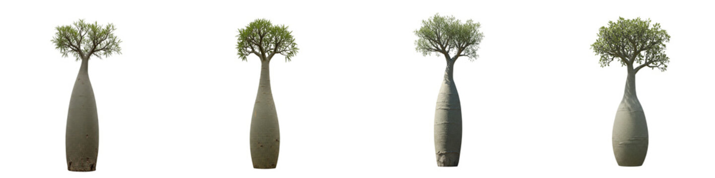 Collection of four bottle trees isolated on black background for design