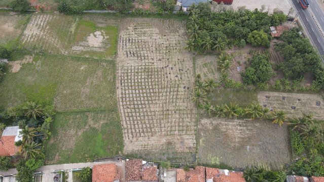 Aerial view of agricultural fields with rows of crops, lush palm trees, and nearby residential houses with red-tiled roofs adjacent to a main road in Kecamatan Ciasem, Jawa Barat, Indonesia.