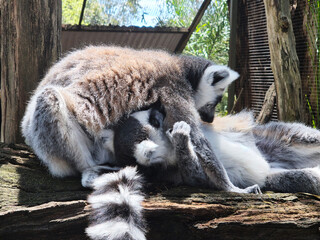 Obraz premium the lemurs are preenining each other