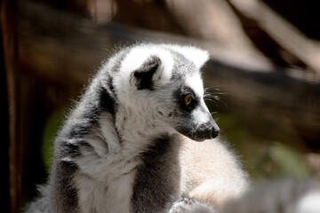 this is a close up of a ringtailed lemur © susan flashman