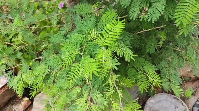 Shami plant flower scientific name Prosopis cineraria closeup leaves and flower selective focus on natural background.