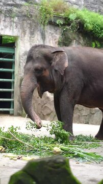 playful elephant swinging its food with the turnk, sumatran elephant eating leave and branches in the afternoon, elephant in the zoo