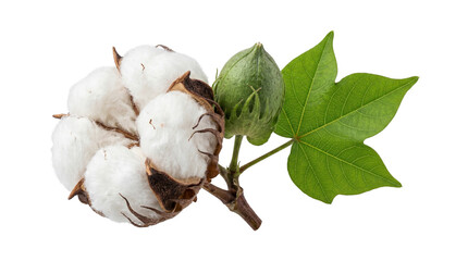 Natural raw cotton plant branch with white fluffy bolls and green leaf isolated on transparent background cutout. © Png ProTeam