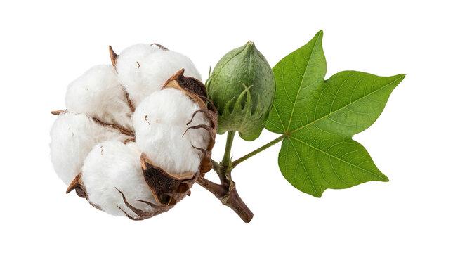 Natural raw cotton plant branch with white fluffy bolls and green leaf isolated on transparent background cutout.