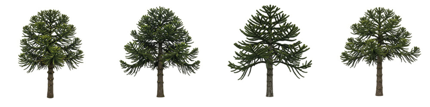 Four Araucaria araucana monkey puzzle trees isolated on black background