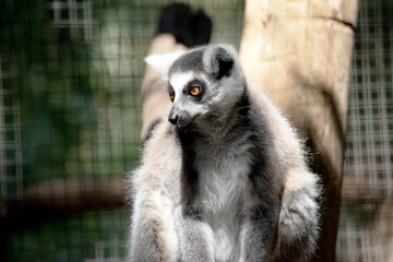 the ring tailed lemur is sitting  resting © susan flashman