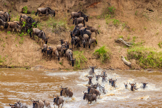Wildebeest crossing the Mara river in Serengeti national park, Tanzania. Great migration