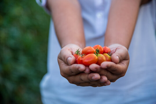 Close up Hand holding tomato plant in greenhouse. Red tomato Smart farmer plant in organic eco green farm sustainable quality control. Farmer working cultivated planting in eco Farmland agriculture
