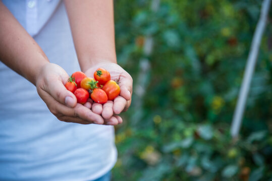 Farmer working cultivated planting in eco Farmland agriculture. Red tomato Smart farmer plant in organic eco green farm sustainable quality control. Close up Hand holding tomato plant in greenhouse