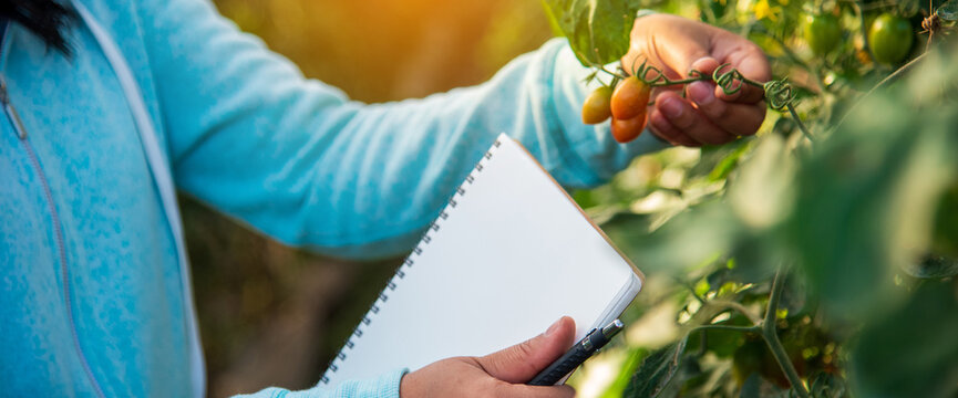Red tomato Smart farmer plant in organic eco green farm sustainable quality control. Banner Farmer working planting agriculture. Close up Hand holding tomato plant in greenhouse with copy space