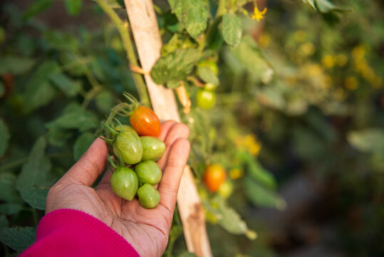 Close up Hand holding tomato plant in greenhouse. Red tomato Smart farmer plant in organic eco green farm sustainable quality control. Farmer working cultivated planting in eco Farmland agriculture
