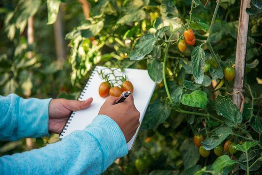 Farmer working cultivated planting in eco Farmland agriculture. Red tomato Smart farmer plant in organic eco green farm sustainable quality control. Close up Hand holding tomato plant in greenhouse
