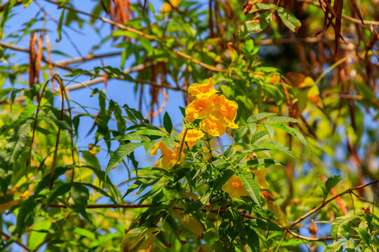 Tecoma stans flowers. Common names include yellow trumpetbush, yellow bells, yellow elder, ginger-thomas
