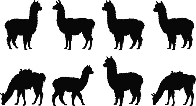 Black alpaca and llama silhouettes set isolated on a white background for commercial graphic design