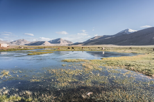 Livestock grazing in a grassy mountain valley at sunset, set against a snow-capped mountain range with glaciers; cows in a pasture in the Pamir Mountains