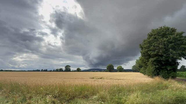 Vertical video of storm clouds above ripe grain field