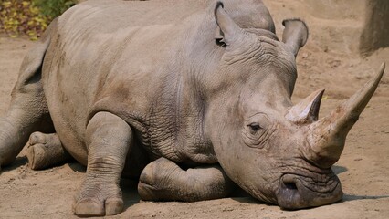 Fototapeta premium close up big rhino in the Chengdu Zoo during afternoon