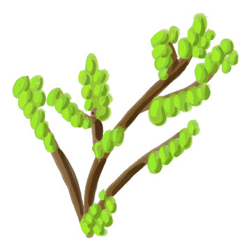 Illustration of ripe bilimbi fruit