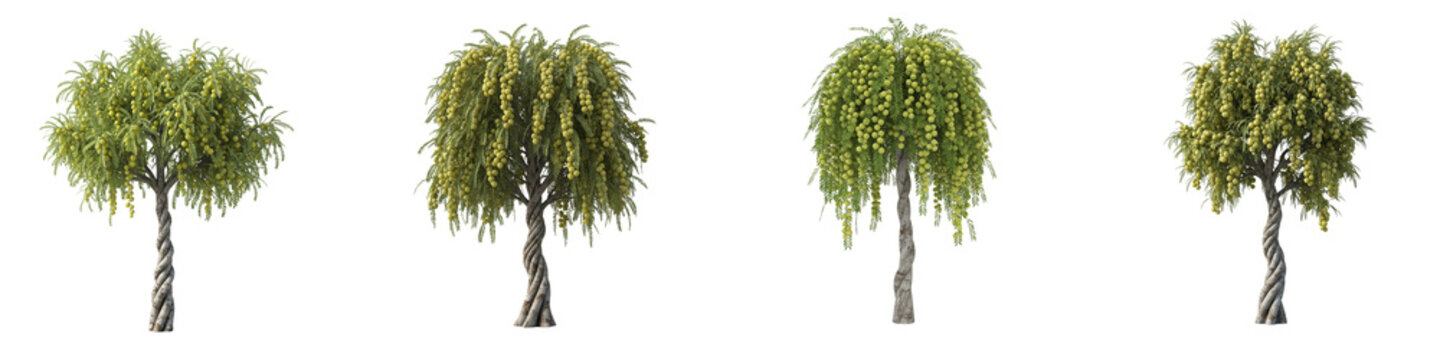 Four isolated indian gooseberry amla trees with twisted trunks on black