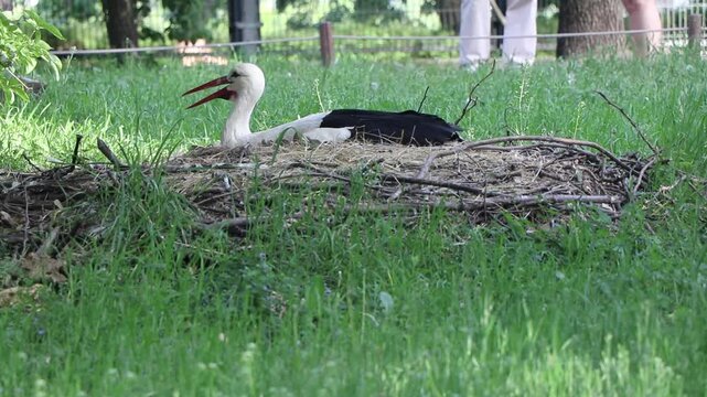 Static shot of a white stork brooding on eggs inside its straw nest on a sunny day at the Margaret Island wildlife park in Budapest.