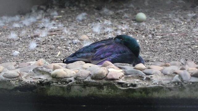 Black East Indian duck (Anas platyrhynchos) with iridescent feathers sleeping, waking up, and going back to sleep