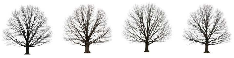 Obraz premium Four isolated oak trees without leaves set against a black background