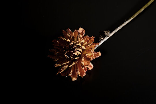 Flowers against a black background 02