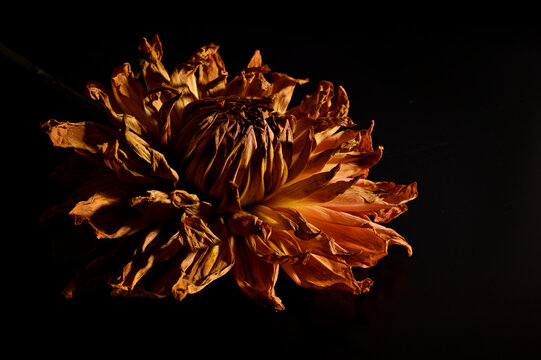 Flowers against a black background 03