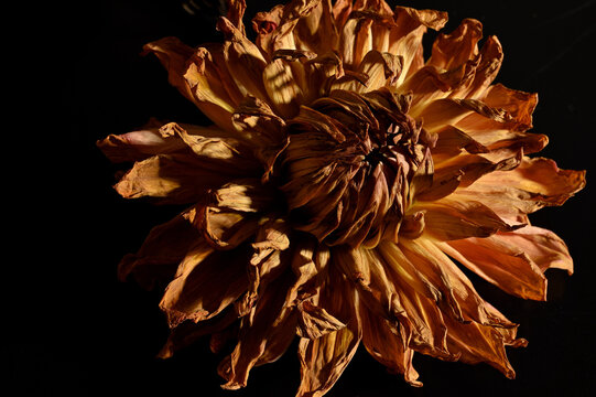 Flowers against a black background 04