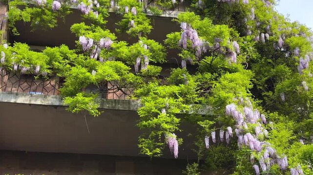 purple pink wisteria blossoms on wall in flowering floral petals lush greenery leaves ornamental facade in architecture of urban vertical garden courtyard romantic aesthetic blue sky clouds Yerevan