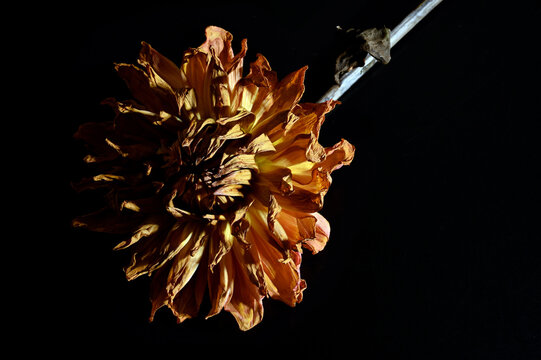 Flowers against a black background 05
