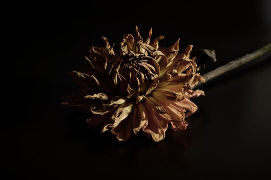 Flowers against a black background 06